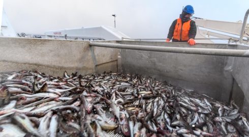 Импорт рыбы и морепродуктов из Японии ограничен Россельхознадзором с 16 октября