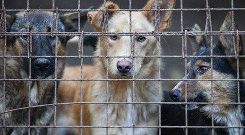 Проблемы с правоприменением: статья УК РФ о жестоком обращении с животными требует пересмотра