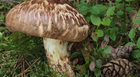 Новые штрафы за сбор грибов: за что могут посадить на 9 лет с 12 октября 2023 года