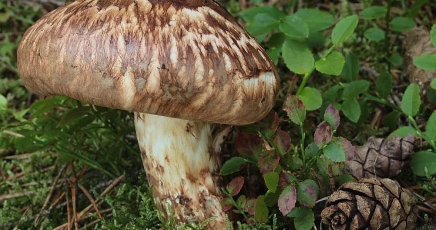 Новые штрафы за бор грибов: за что могут посадить на 9 лет с 12 октября 2023 года