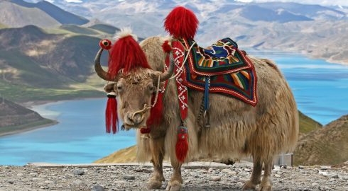 Борьба за исчезающие виды: китайские ученые клонировали тибетских коров