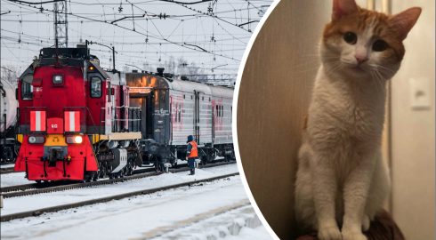Какое наказание заслужила проводница, которая прогнала из поезда кота
