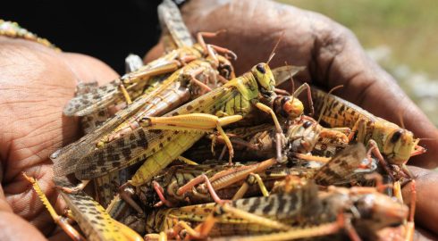Ученые предупредили о глобальной угрозе из-за разрушительного «вторжения» насекомых