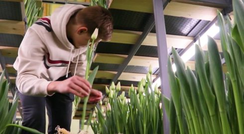 Ради мечты рискнул: в России школьник вырастил в гараже тюльпаны и заработал миллионы
