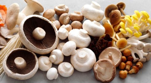 Источник долголетия: ученые обнаружили новые полезные свойства грибов