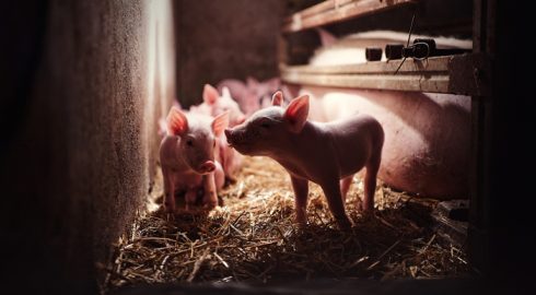 Зеленый свет дан: Китай разрешил поставки свинины из России