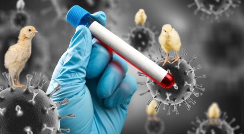 H5N1 «на горизонте»: ученые встревожены гибелью животных от загадочного вируса в Антарктиде