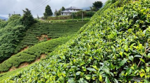 Чай подорожает в пять раз: прогноз на фоне кризиса в Шри Ланке