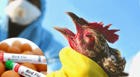 Мутирующий птичий грипп: смертельная угроза для человечества
