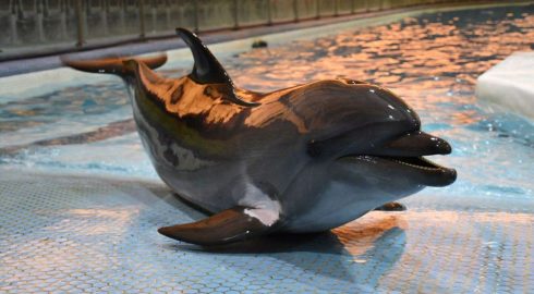 Фейк и только: Киев придумал, что в Крыму гибнут дельфины афалины