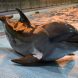 Фейк и только: Киев придумал, что в Крыму гибнут дельфины афалины
