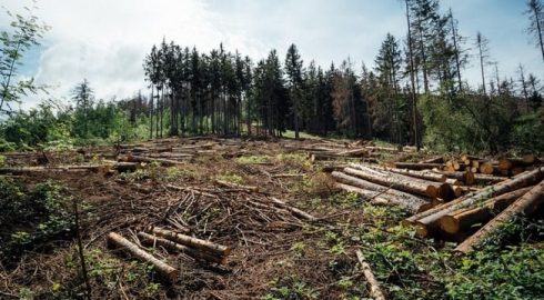Эти страны потеряли больше всего лесов