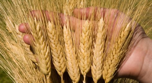 Казанский университет представил 4 сорта зерновых культур с минимальным углеродным следом