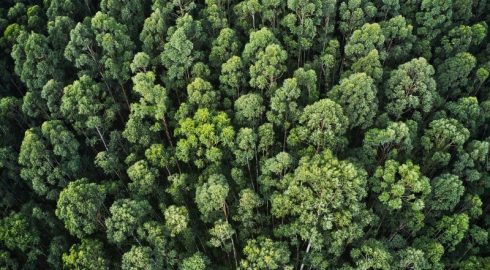 Посадка миллионов деревьев не улучшает климат, как считали власти Новой Зеландии