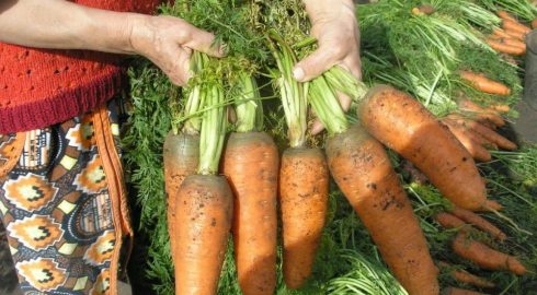 Удобрения как ключ к успешному урожаю моркови – чем подкормить корнеплоды в июле