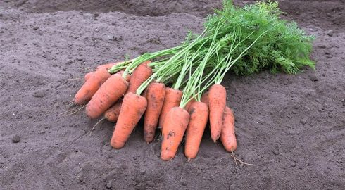 Просто полейте грядку моркови этим раствором: всего одна ложка – и корнеплоды пойдут в рост