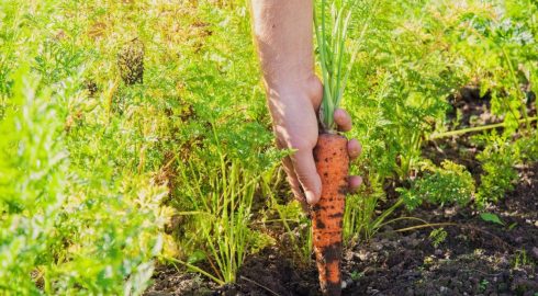 Как получить большую морковь: полейте грядку этим раствором из расчета ложки на ведро – и корнеплоды сразу пойдут в рост