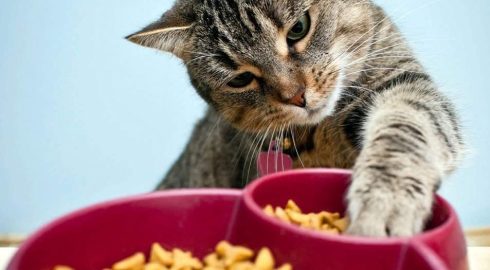 Роскачество назвало худшие корма для кошек, которые нельзя покупать своим питомцам