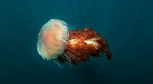 Ядовитые медузы Черного моря: меры предосторожности и первая помощь