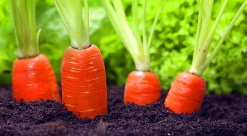 Одна ложка специального раствора — и морковь сразу пойдёт в рост