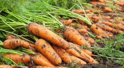 Полейте грядку этим раствором — и морковь даст большой урожай