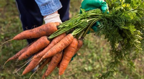 Использование аммиачной селитры для повышения урожайности моркови: научные рекомендации и практические советы