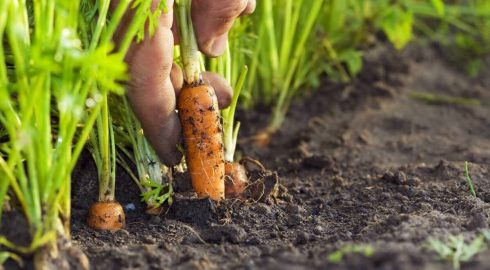 Ключ к успешному урожаю моркови: советы по подкормке в июле
