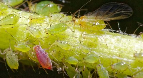 Как избавиться от тли и муравьев на дачном участке: советы опытных садоводов