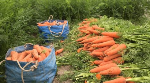 Морковь пойдет в рост после полива этим раствором – понадобится всего одна ложка на грядку