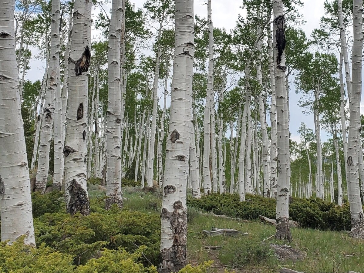 древний лес