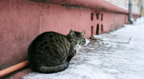 Снег на Новый год будет или нет – Роман Вильфанд поставил жирную точку в вопросе объявлением об отсрочке зимы