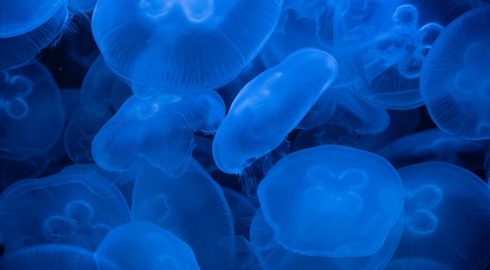 Купаться в море на турецких курортах невозможно – российские туристы жалуются на жалящих медуз
