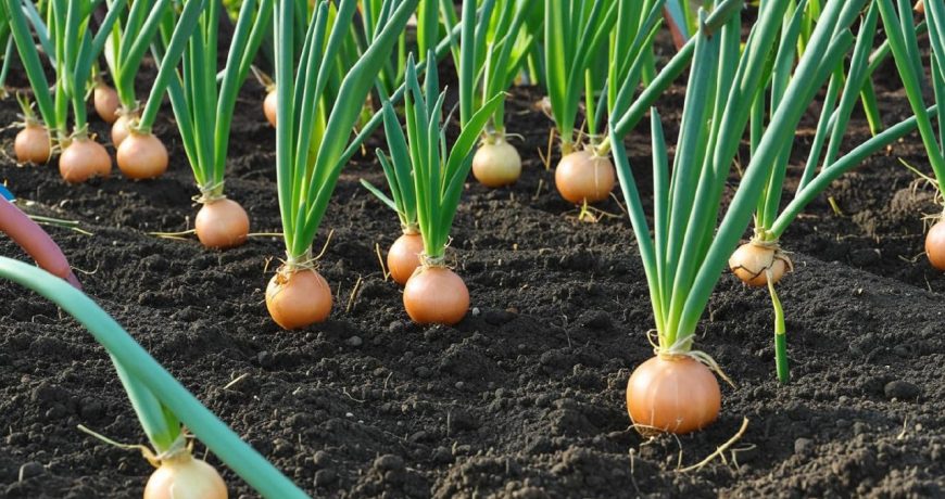 лук