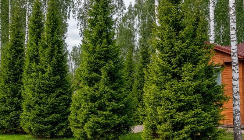 6 опасных деревьев для участка
