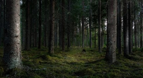 Поход в лес закончился трагически – актриса Шельменкина заблудилась и погибла в Нижегородской области
