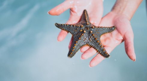Выявлена угроза экосистемам – ученые нашли причину массовой гибели морских звезд