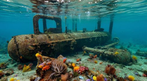 Уникальные экосистемы на бомбах Второй мировой войны в Балтийском море