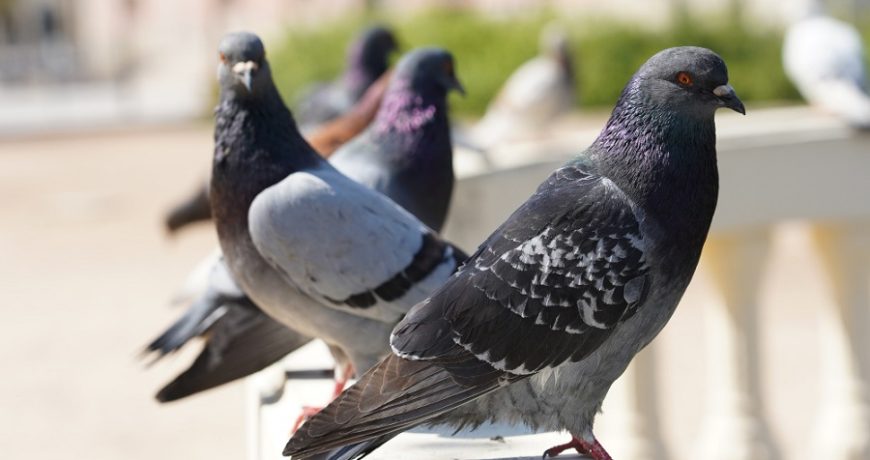 Чем опасно подкармливать голубей