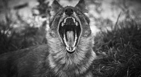 Это касается каждого: журналист Медведев высказался о растерзанном сворой собак ребенке и виновных