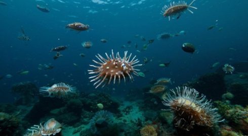 Необычные существа на глубине 7000 метров океана