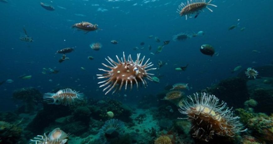 Обеталети океана