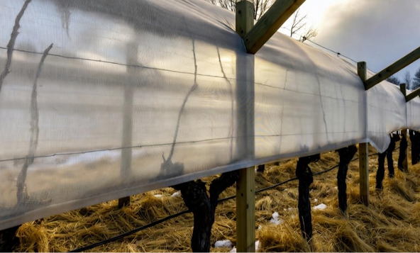 Особенности укрытия винограда в России